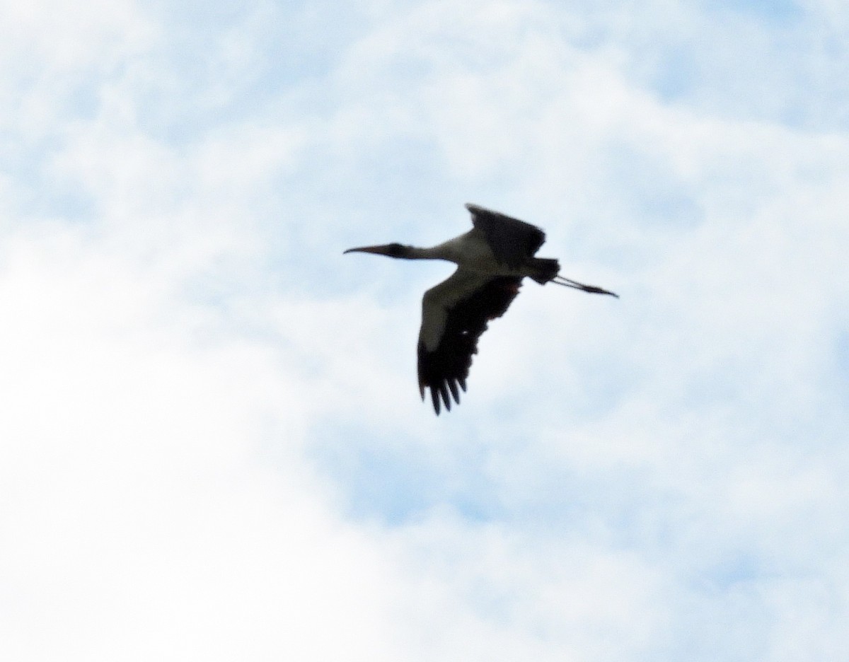 Wood Stork - ML528461931