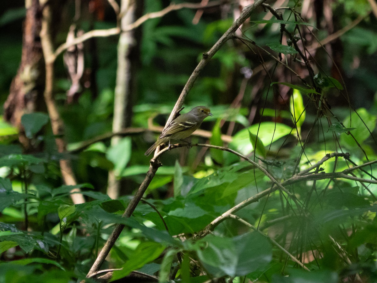 White-eyed Vireo - ML528462281