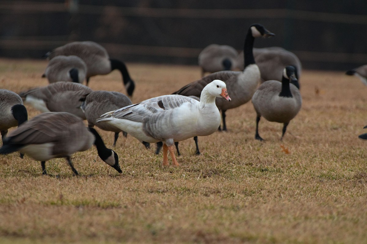 tanımsız kaz (Anser/Branta sp.) - ML528462431