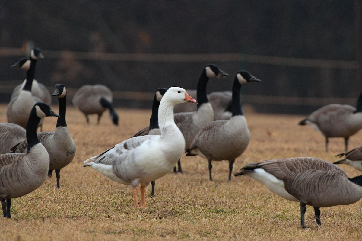 tanımsız kaz (Anser/Branta sp.) - ML528462471