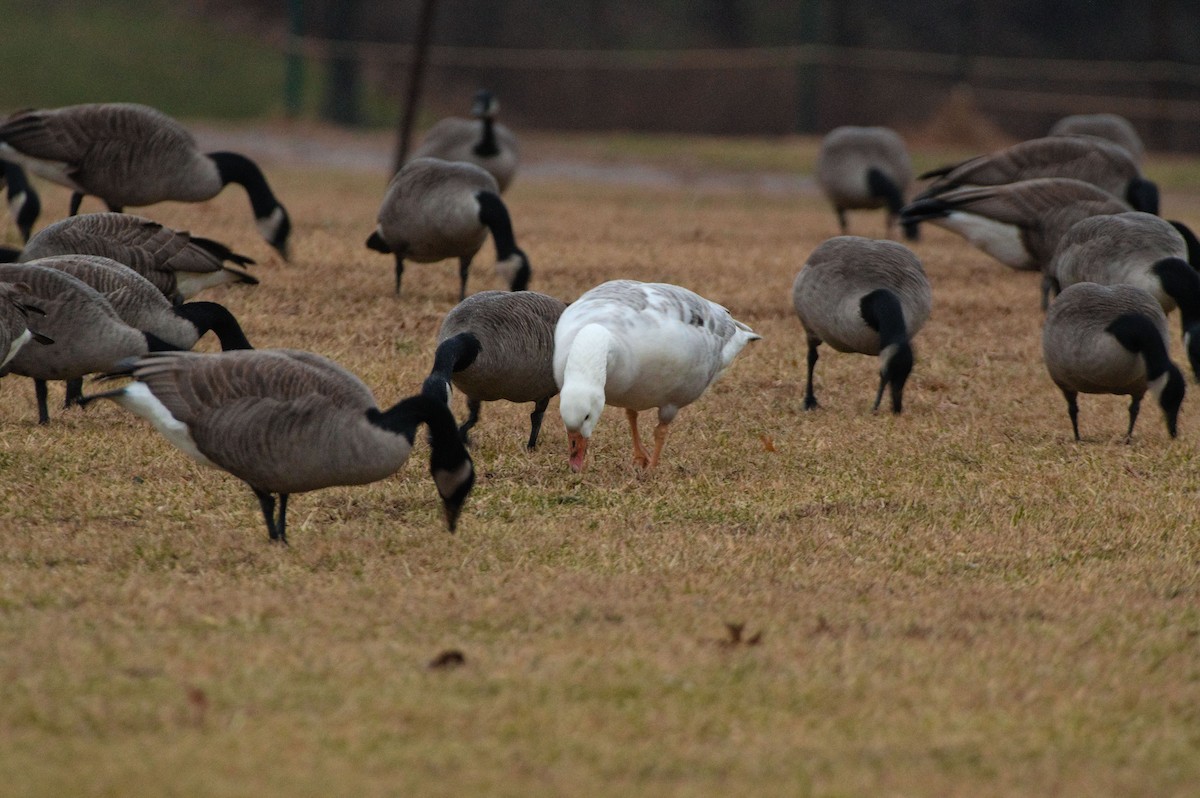 tanımsız kaz (Anser/Branta sp.) - ML528462481