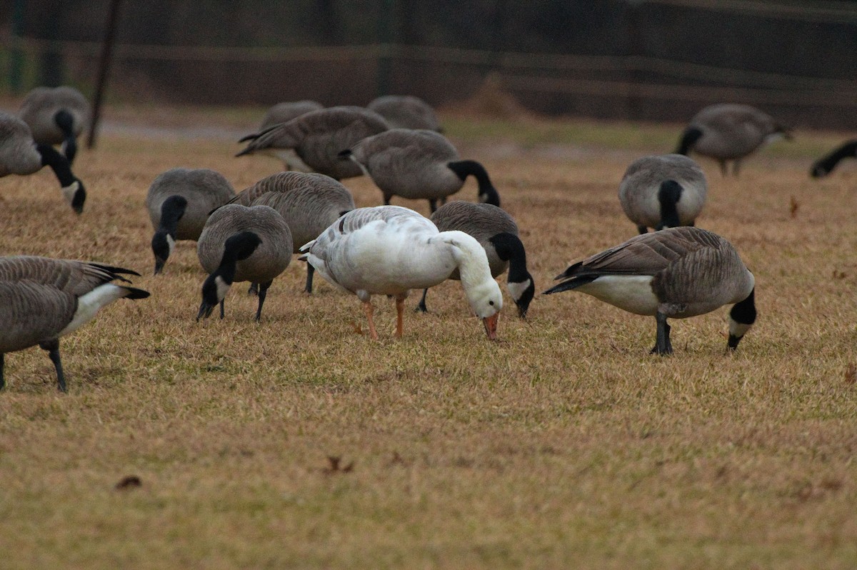 tanımsız kaz (Anser/Branta sp.) - ML528462521