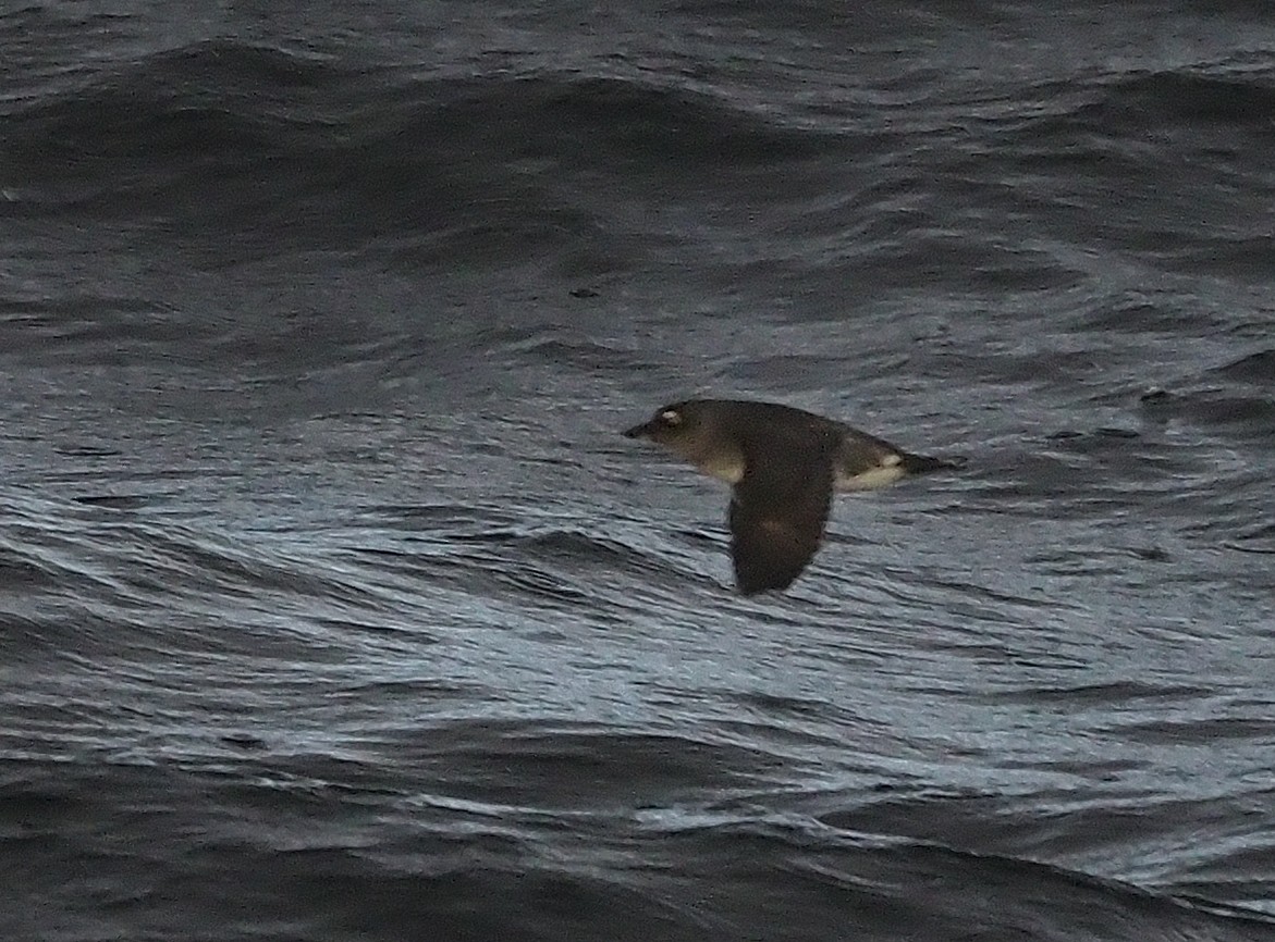 Cassin's Auklet - ML528462771