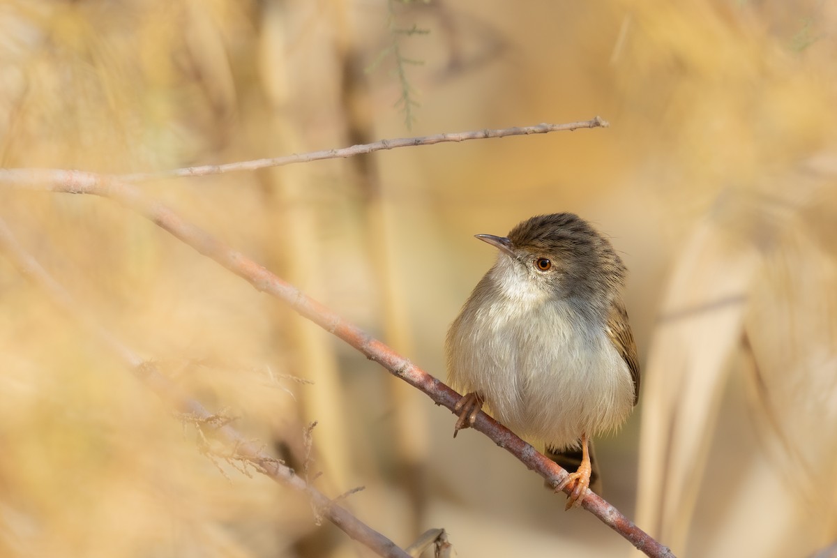 Graceful Prinia - ML528464311