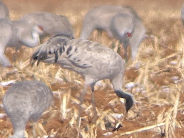 Common Crane - ML528466551