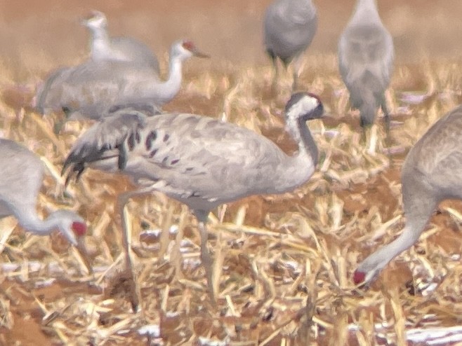 Common Crane - Jennifer Miller