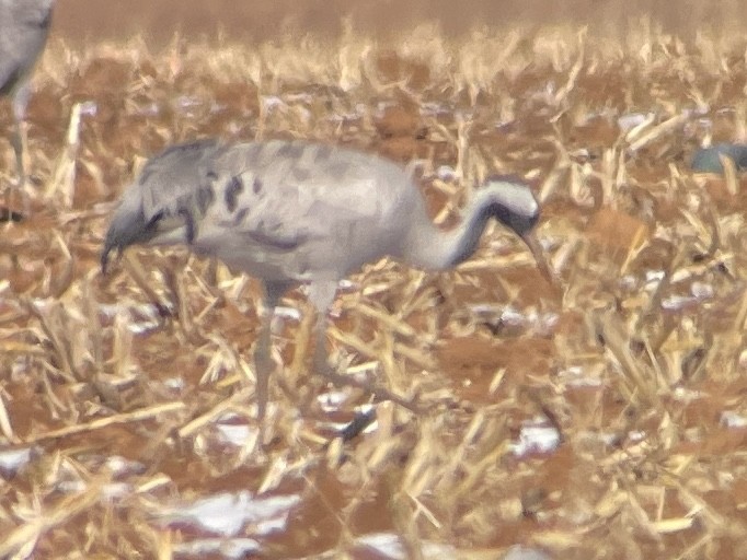 Common Crane - ML528466601