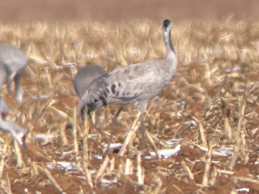 Common Crane - Jennifer Miller