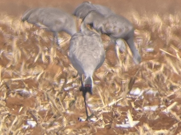 Common Crane - ML528466621