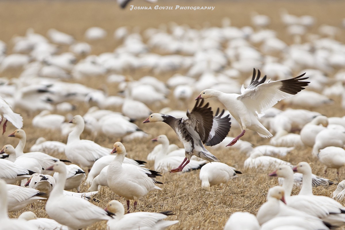Snow Goose - Joshua Covill