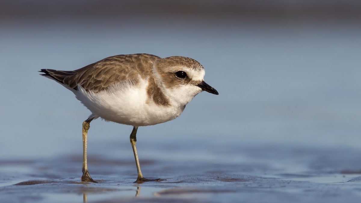 Kentish Plover - ML528471181