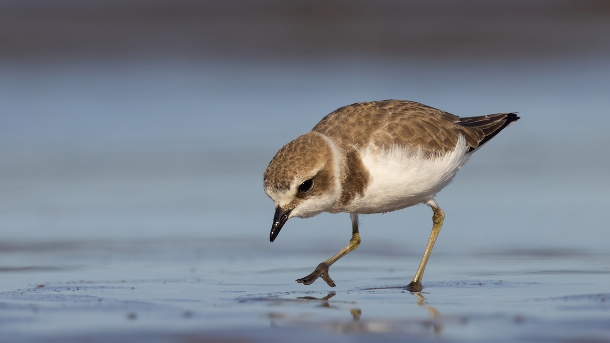 Kentish Plover - ML528471381