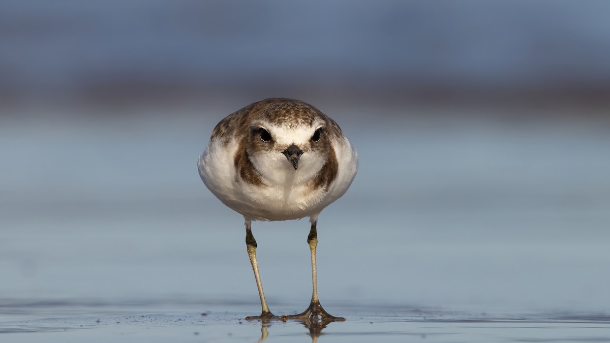 Kentish Plover - ML528471411