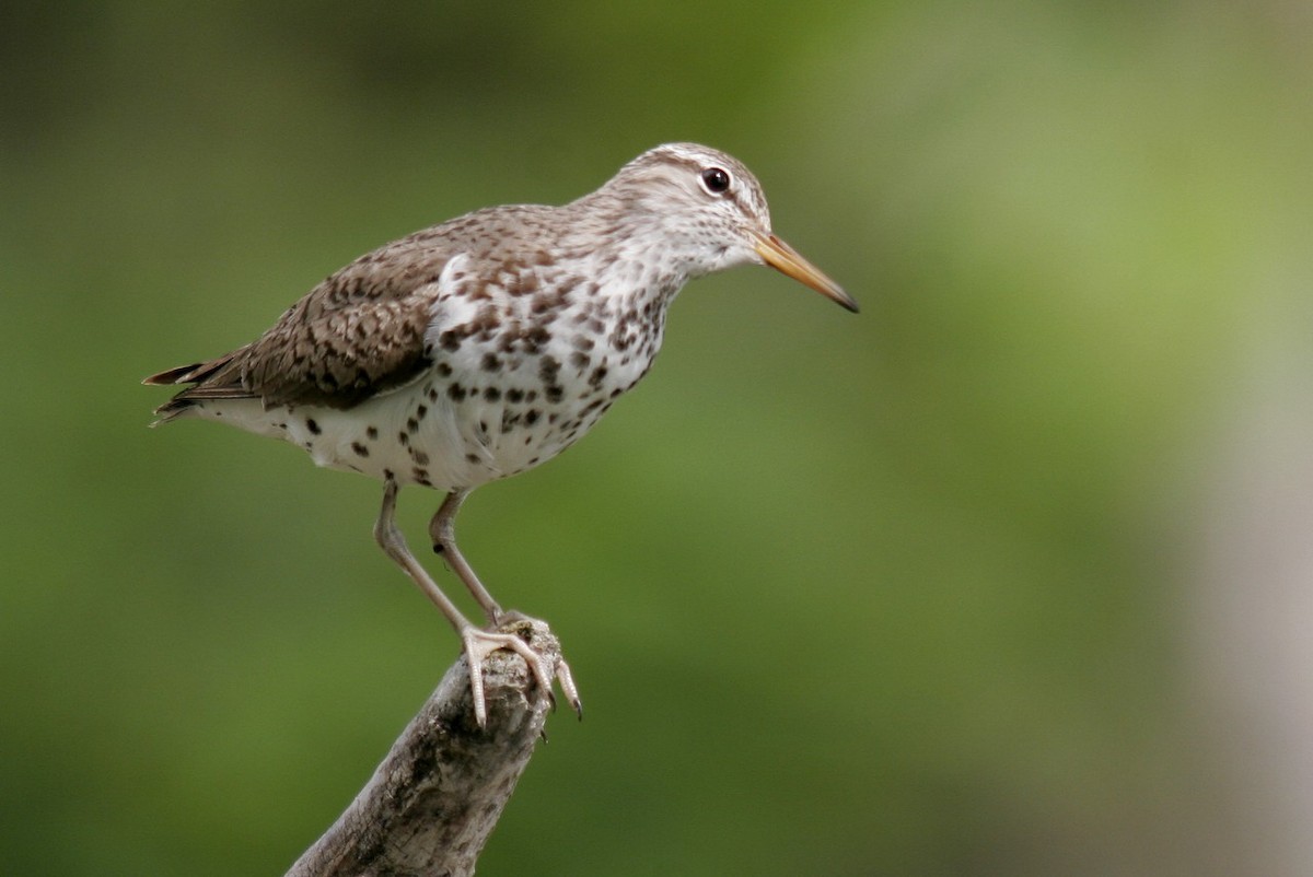 Spotted Sandpiper - ML52847171