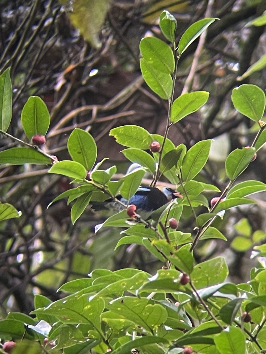 Golden-hooded Tanager - ML528472581