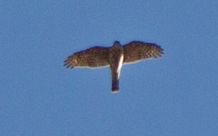 Eurasian Sparrowhawk - ML528473821