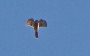Eurasian Sparrowhawk - ML528473831