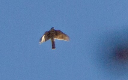 Eurasian Sparrowhawk - ML528473841