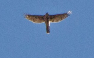 Eurasian Sparrowhawk - ML528473851