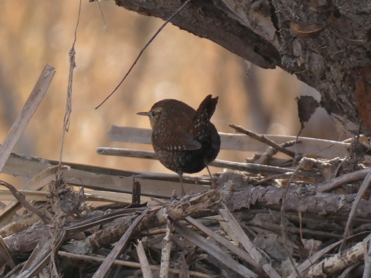 Troglodyte des forêts - ML528474251