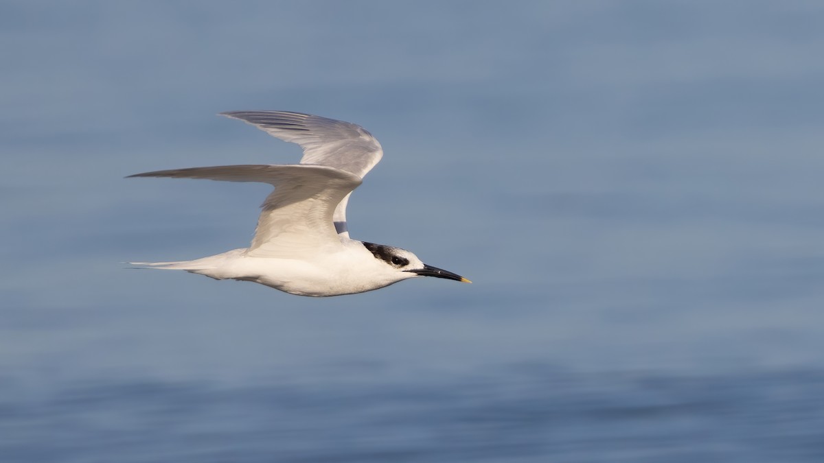 Sandwich Tern - Sean Williams