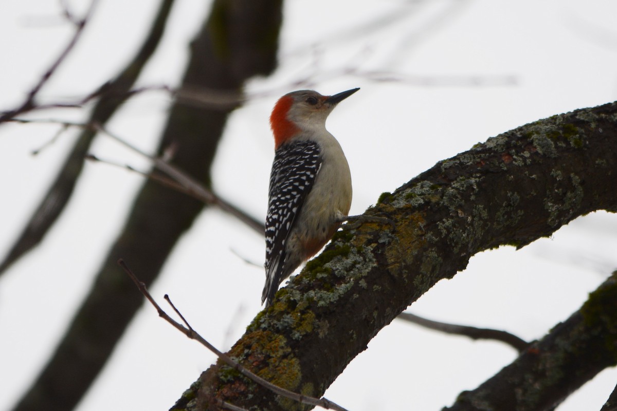 Red-bellied Woodpecker - Steve Mierzykowski