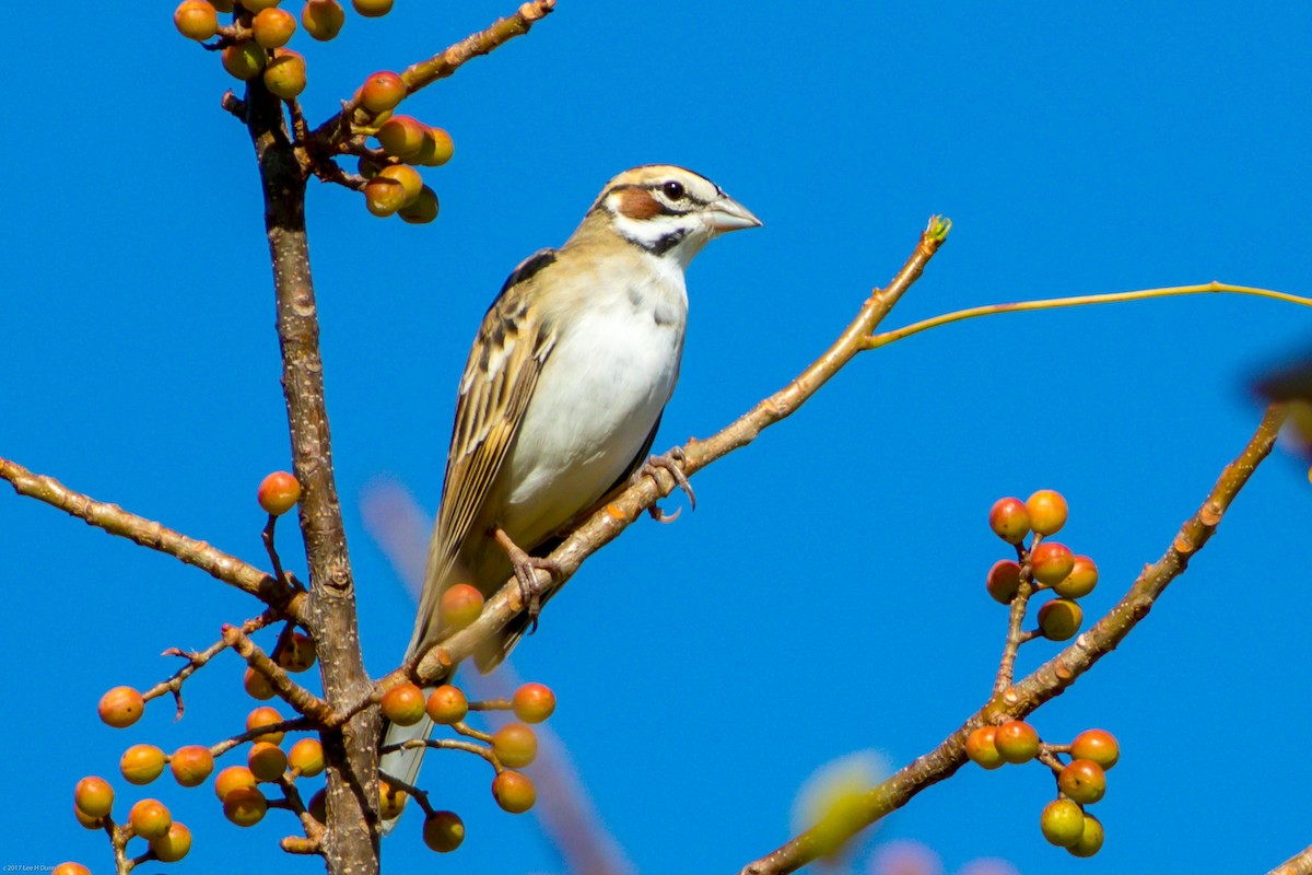 Bruant à joues marron - ML52847691