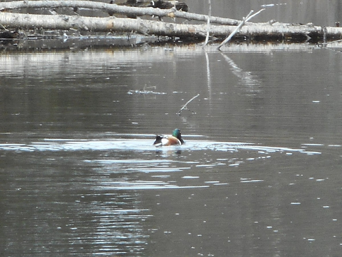 Northern Shoveler - ML52847891