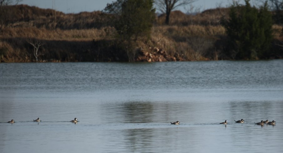 Ruddy Duck - ML528478921