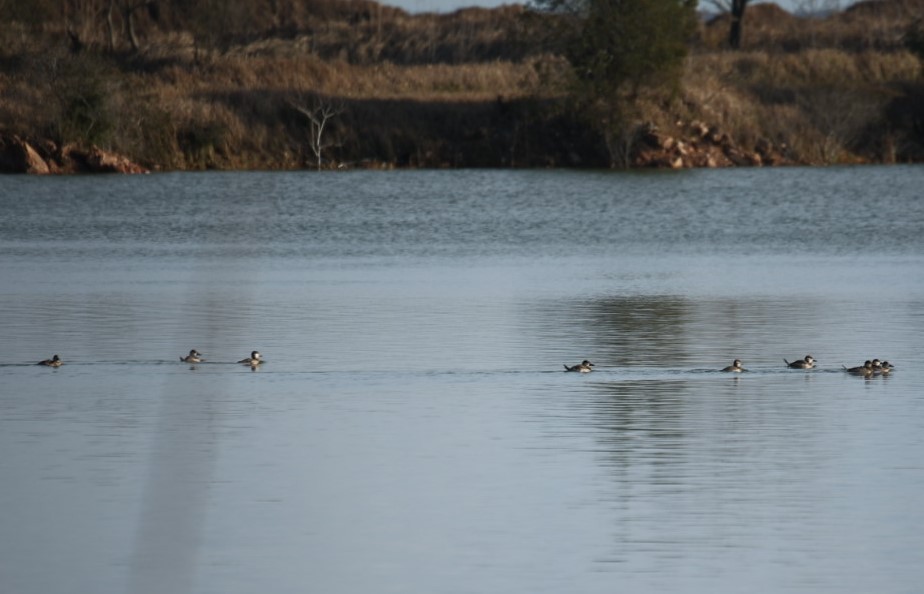 Ruddy Duck - Lawrence Gardella