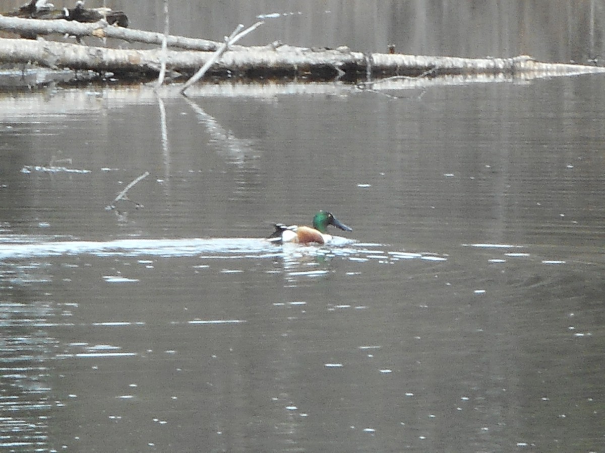 Northern Shoveler - Derek Green