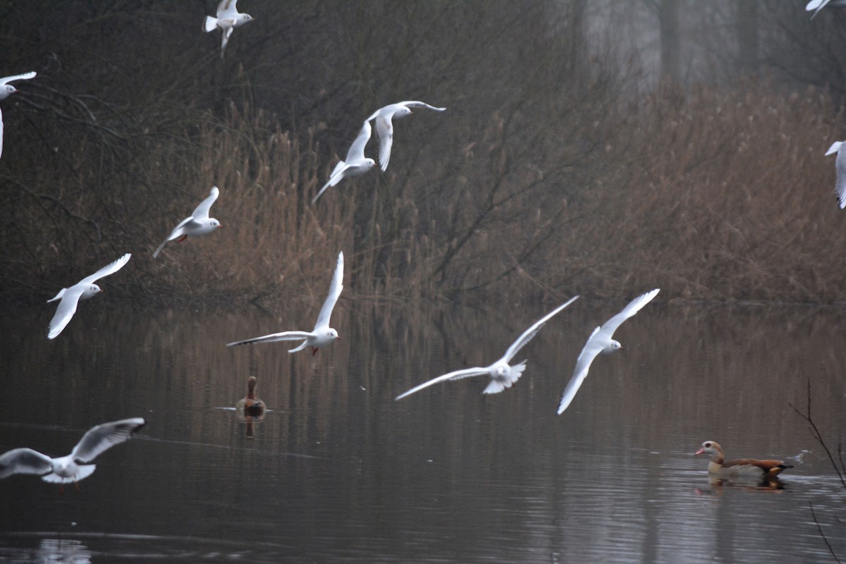 Black-headed Gull - ML528480831