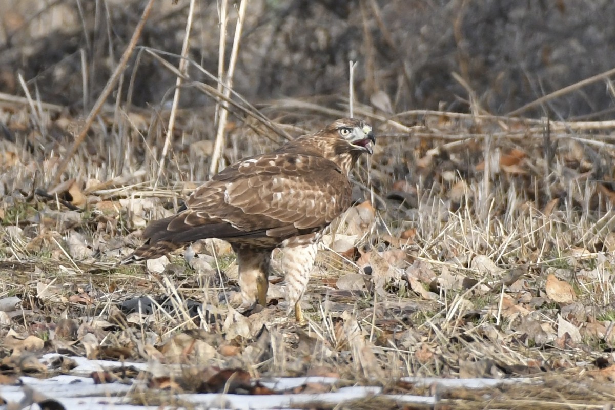 Red-tailed Hawk - ML528481711