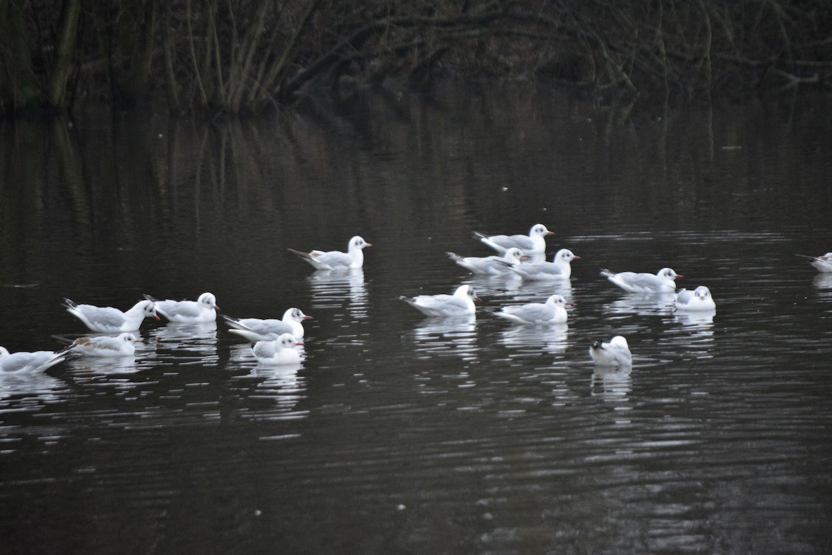 Black-headed Gull - ML528481751