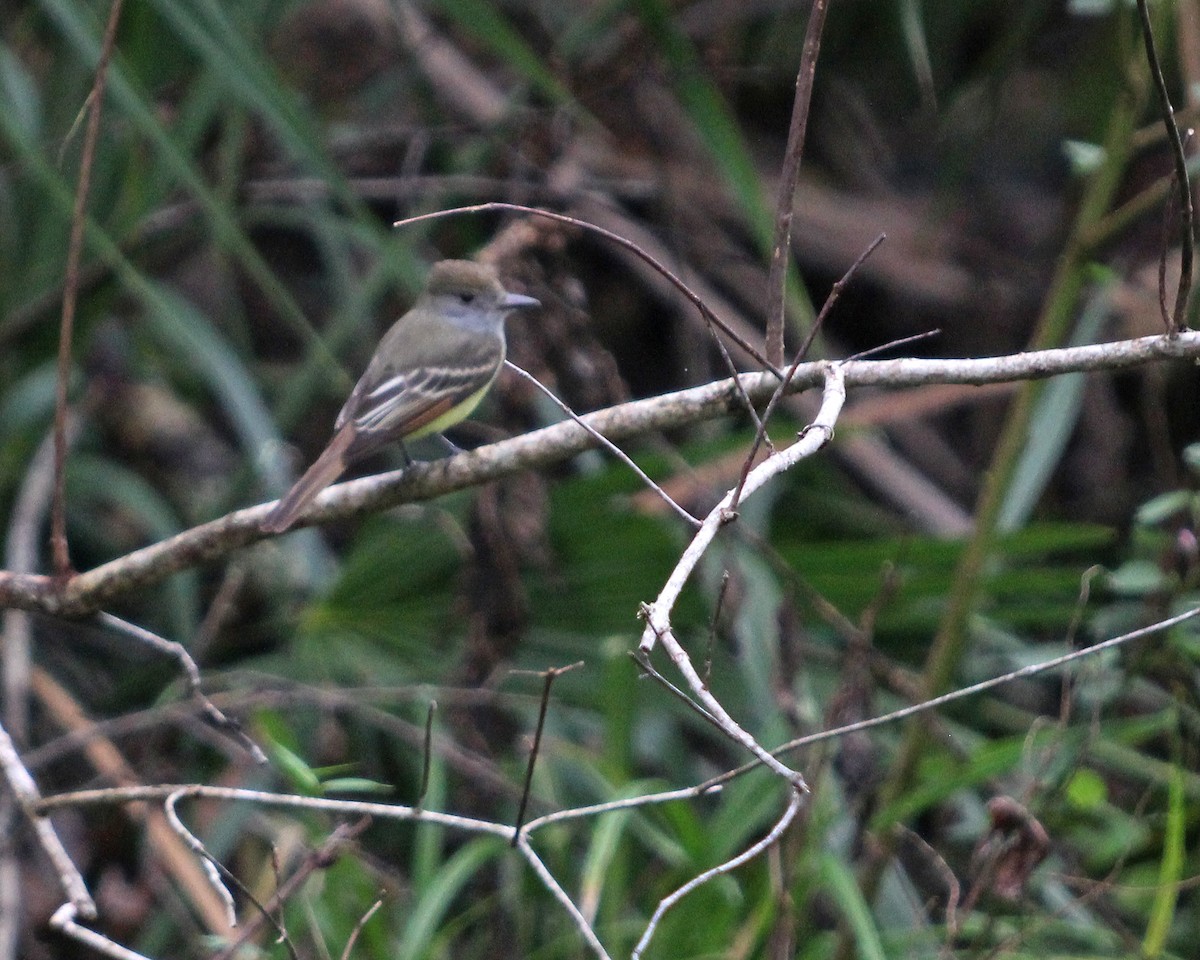 Great Crested Flycatcher - ML528482251