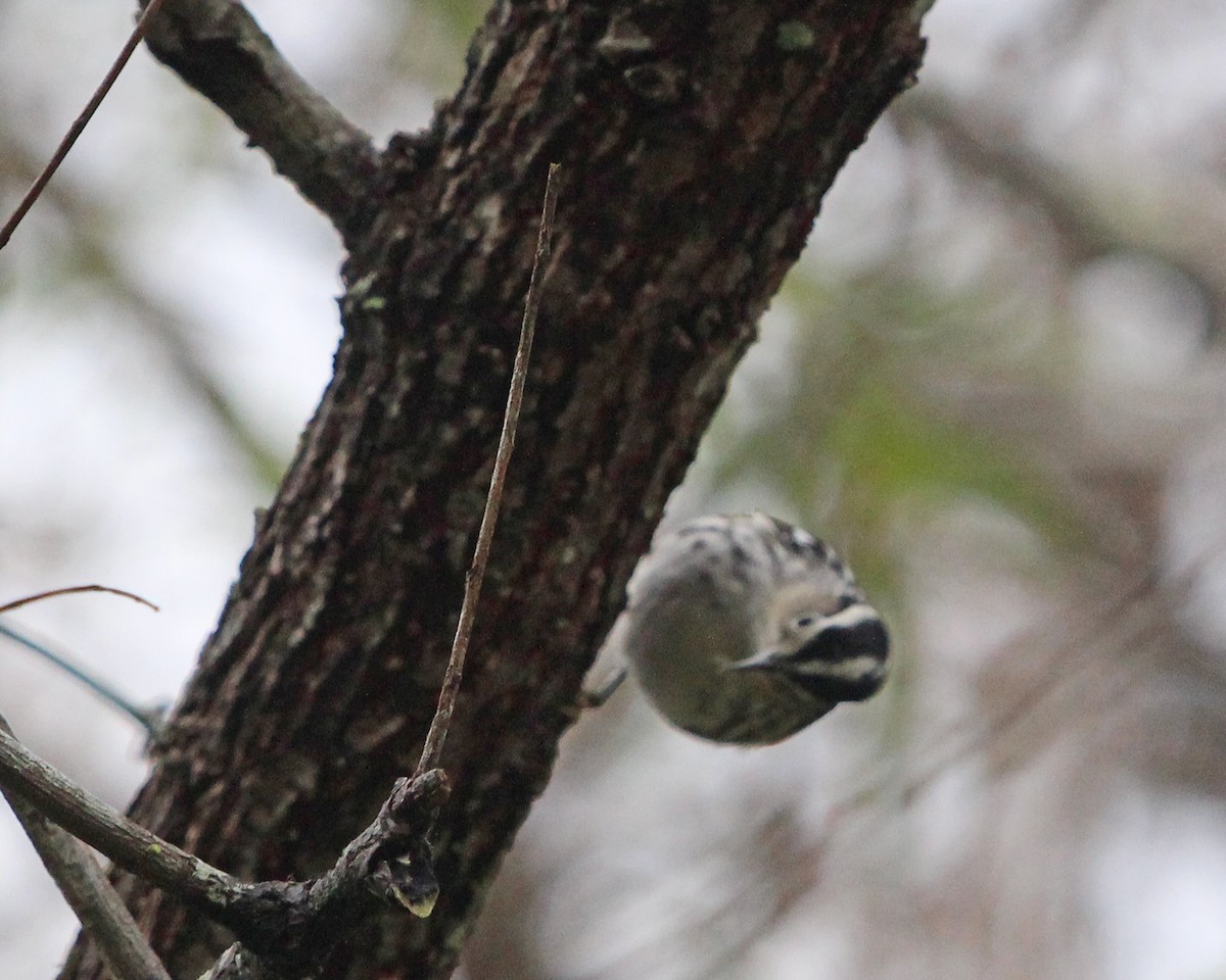 Black-and-white Warbler - ML528482571