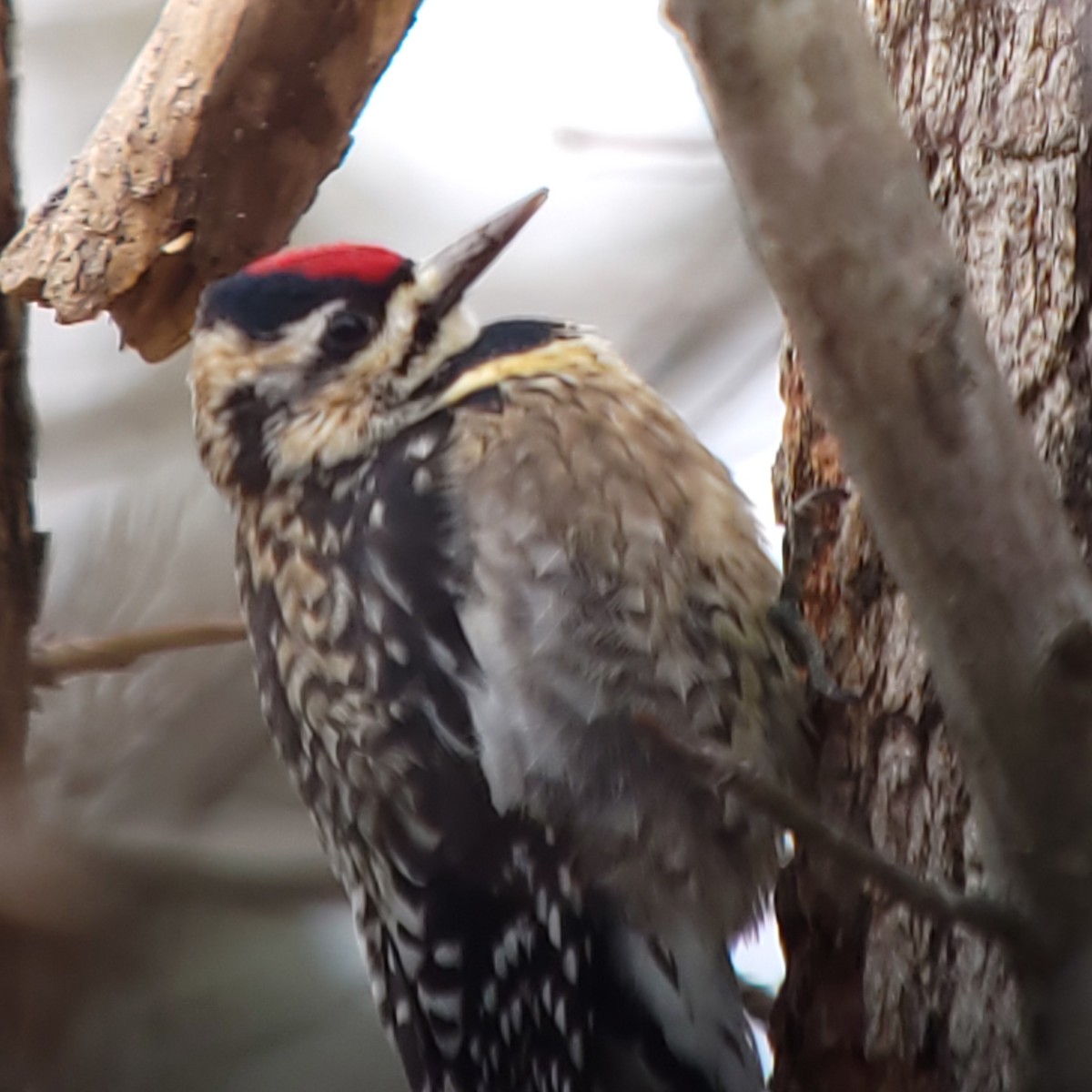 Yellow-bellied Sapsucker - ML528484741