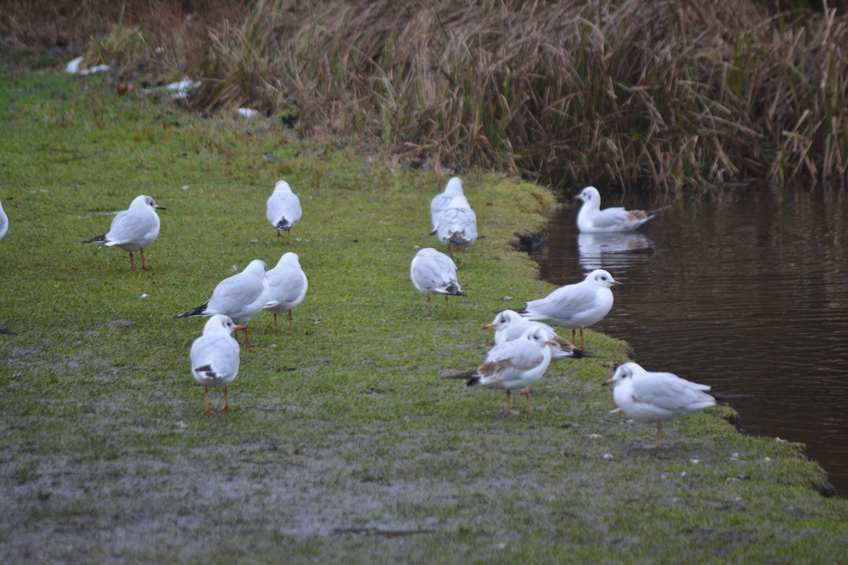 Black-headed Gull - ML528485171