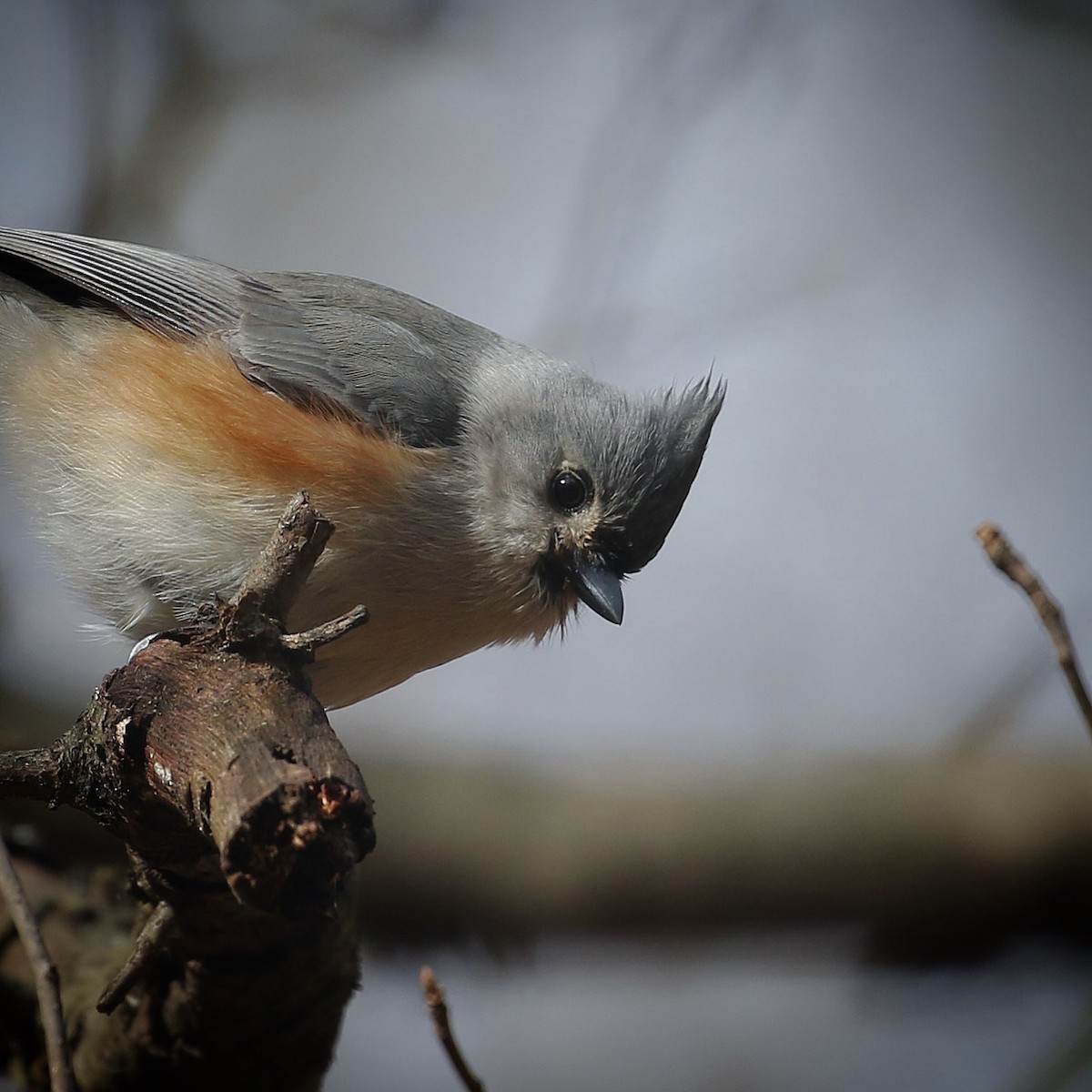 Tufted Titmouse - ML528485451