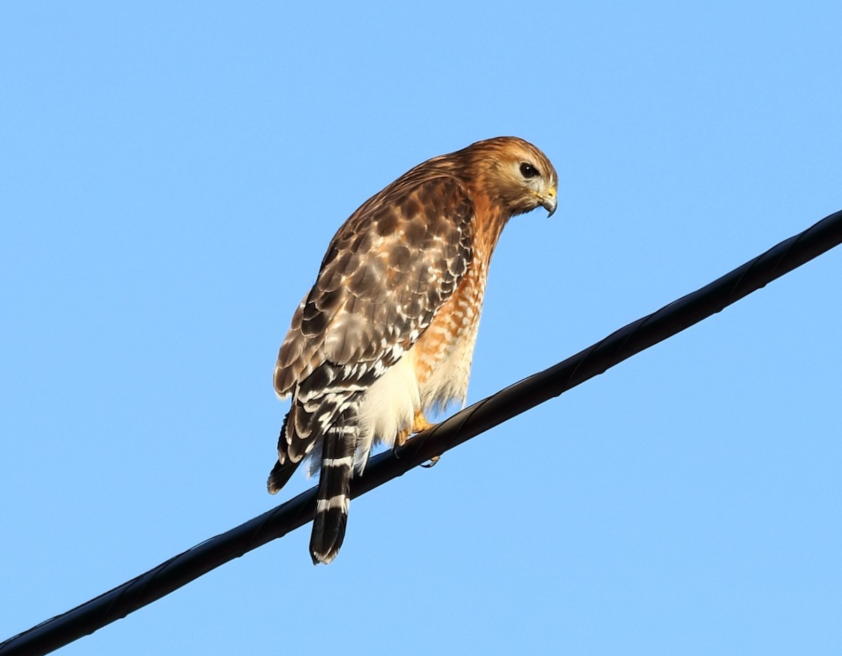 Red-shouldered Hawk - ML528485651