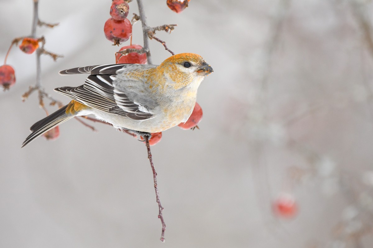 Pine Grosbeak - ML528485661