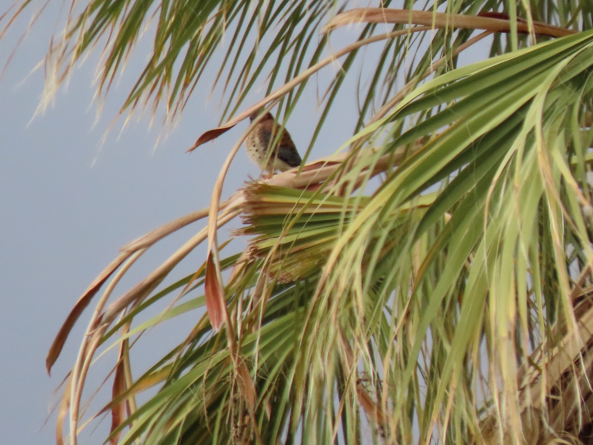 American Kestrel - ML528485761