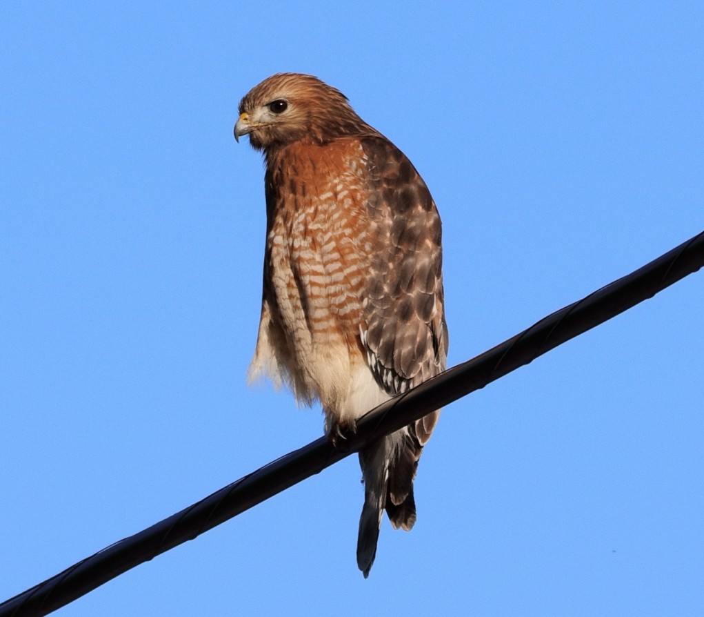 Red-shouldered Hawk - ML528486751