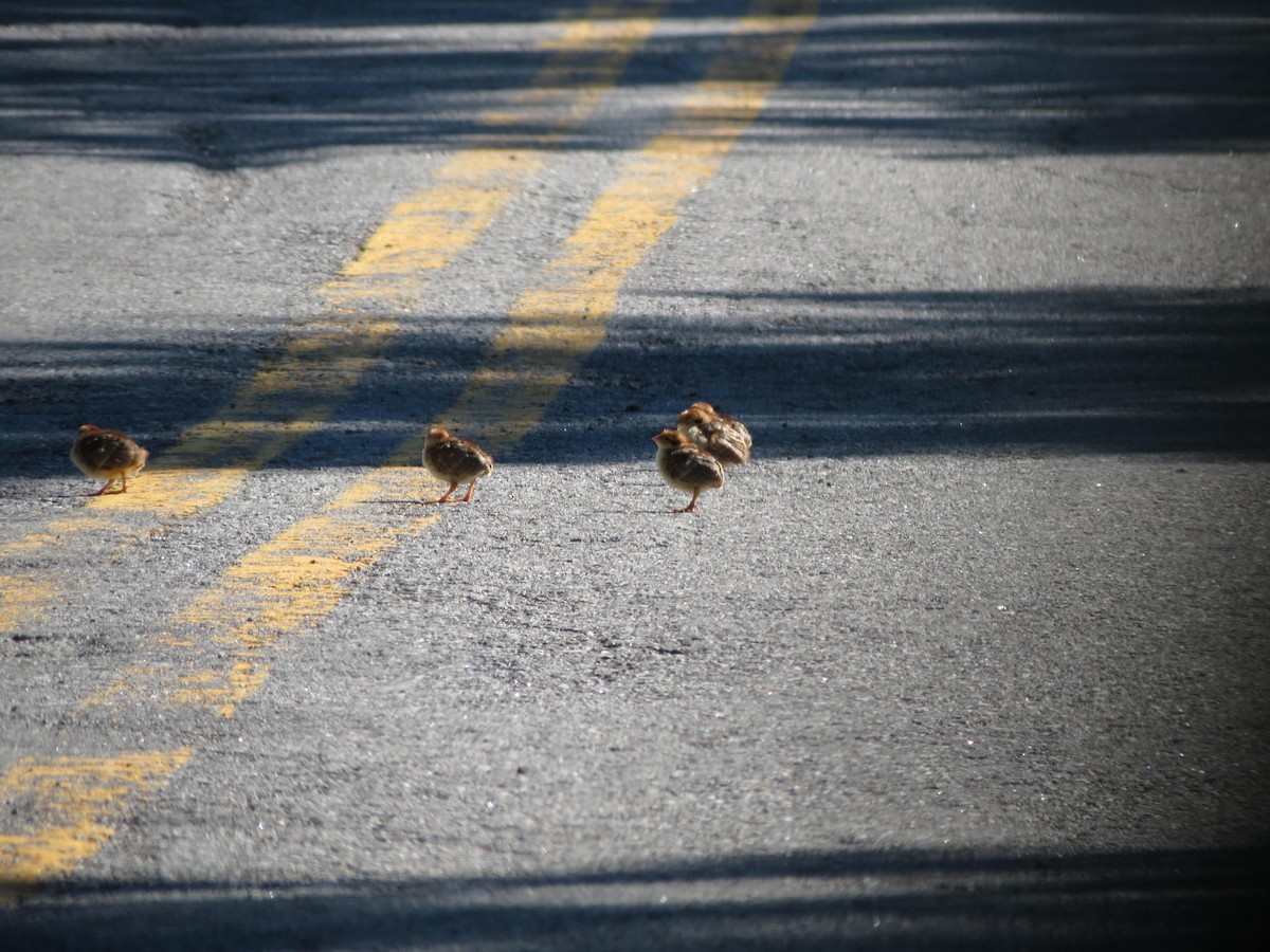 Ruffed Grouse - ML528487401