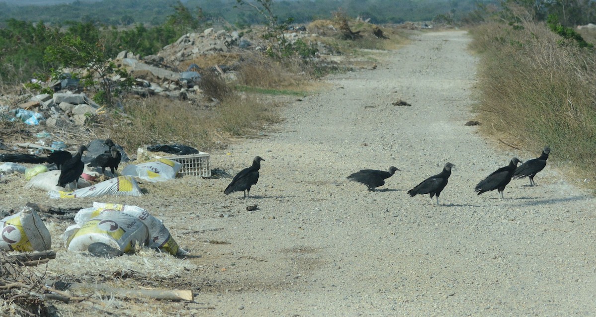 Black Vulture - Cathy Pasterczyk