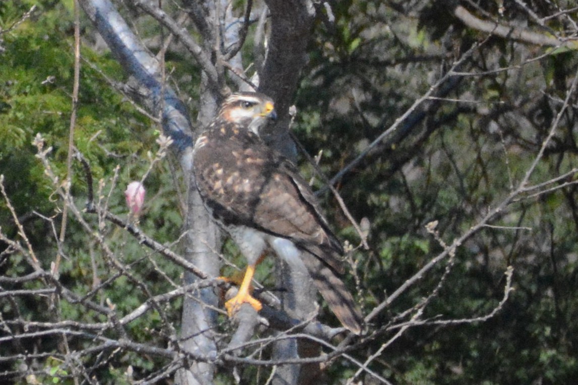 Gray Hawk - Cathy Pasterczyk