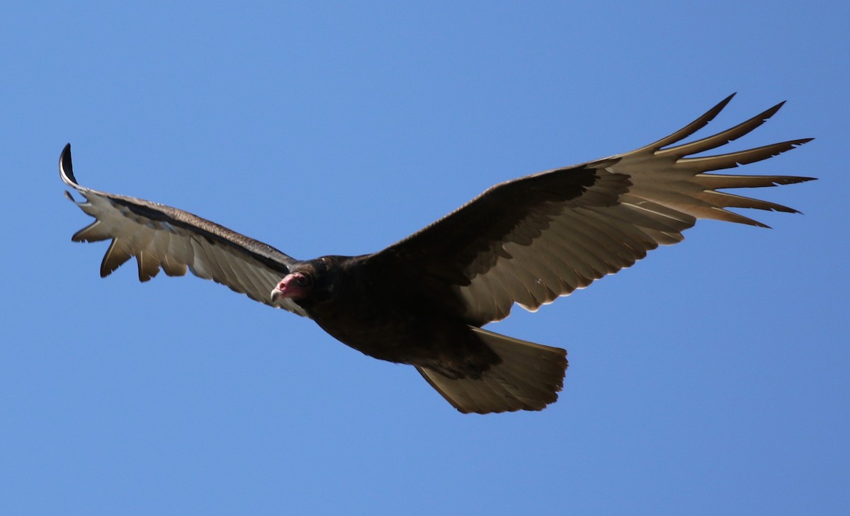 Turkey Vulture - ML52849271