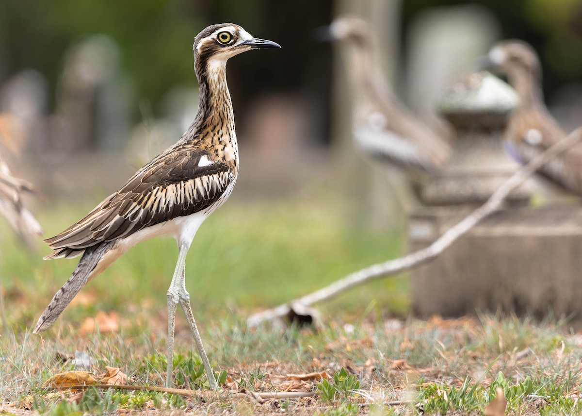 Bush Thick-knee - Zebedee Muller