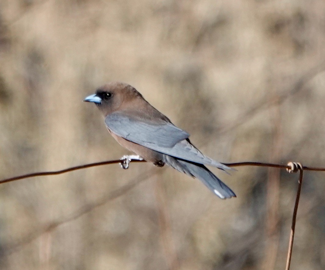 Little Woodswallow - ML528492861