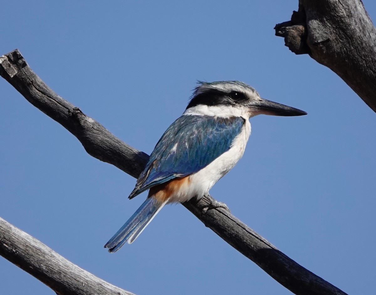 Red-backed Kingfisher - ML528494321